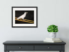 White Raven Limited Edition Print by Haida artist April White